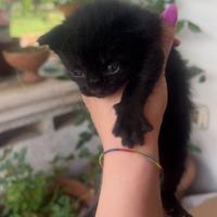 Gattini di tutti i colori