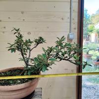 Bonsai Cotoneaster