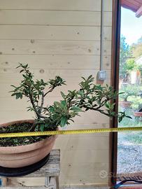Bonsai Cotoneaster