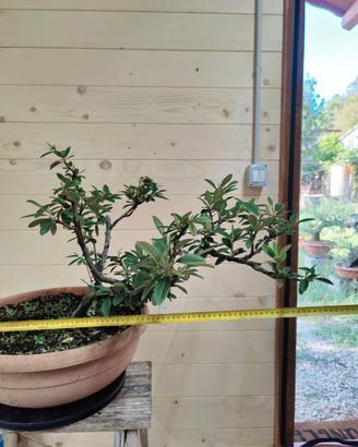 Bonsai Cotoneaster