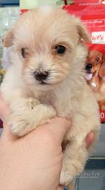 cuccioli di maltipoo 