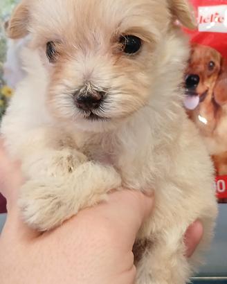 cuccioli di maltipoo 