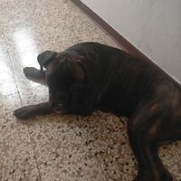 Animali