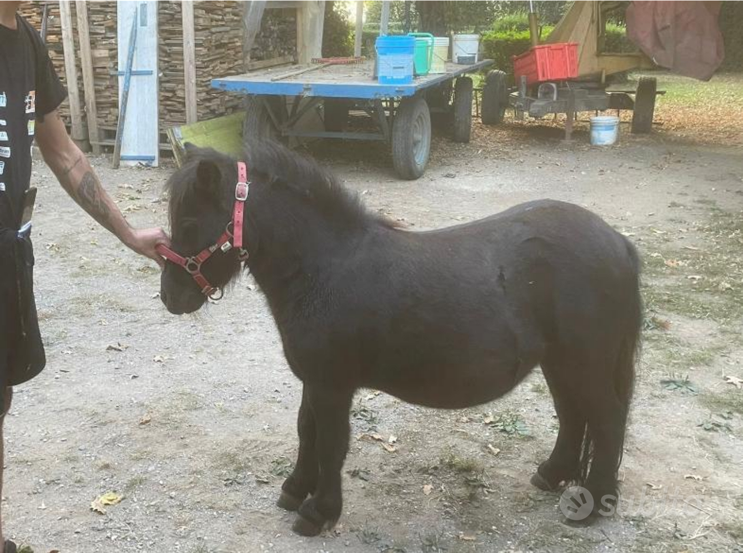 Comprare e vendere Pony Mini Shetland