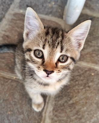 Gattina Femmina Gatta 