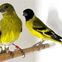 Coppie portoghesi allerchino