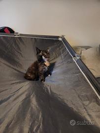 Cucciolo di Maine Coon