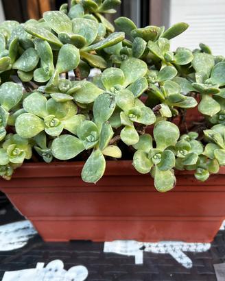 Sedum