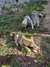 Cuccioli di lupo cecoslovaccho