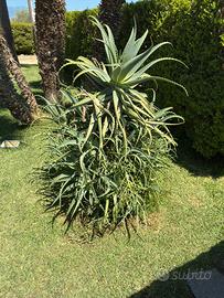Pianta di aloe