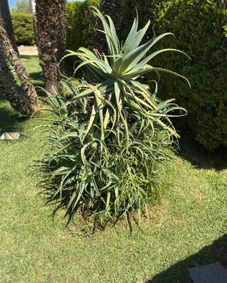 Pianta di aloe