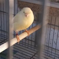 Canarina giallo avorio