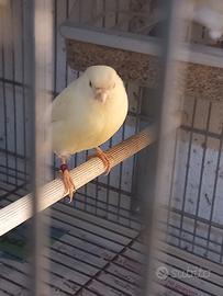 Canarina giallo avorio