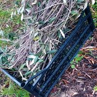 Fascinette di sfalci di olivo