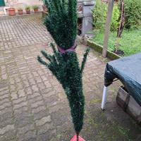 Albero di natale