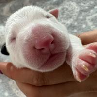Bull terrier miniature