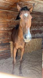 Cavallo