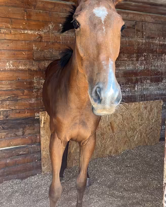Cavallo