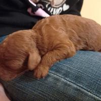 Ultimo cucciolo barboncino nano red