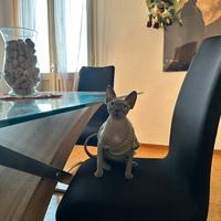 Maschio Sphynx blu con pedigree per monta
