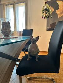 Maschio Sphynx blu con pedigree per monta