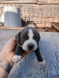 Cuccioli di csbe corso