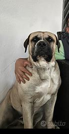 Presa canario