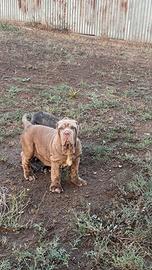 Cuccioli Mastino Napoletano