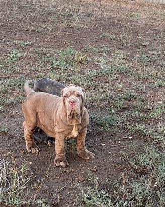 Cuccioli Mastino Napoletano