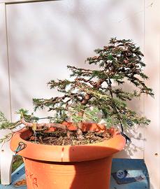 Bonsai Picea abies già impostato