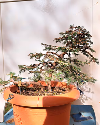 Bonsai Picea abies già impostato