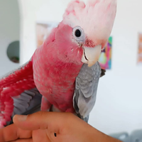 Cacatua rosa
