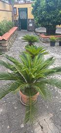 cicas cycas