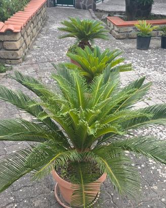 cicas cycas