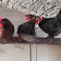 Gallina Nostrana Morozzo