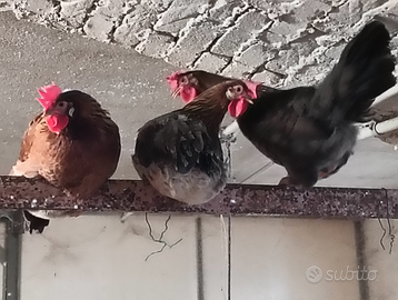 Gallina Nostrana Morozzo