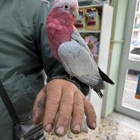 Cacatua roseicapilla