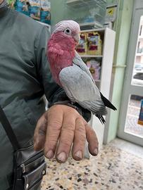 Cacatua roseicapilla