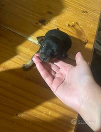 Cuccioli di pinscher toy