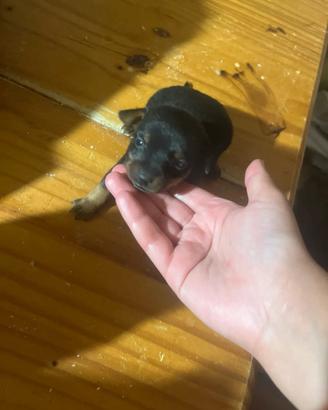 Cuccioli di pinscher toy