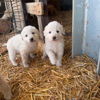 Cuccioli maremmano