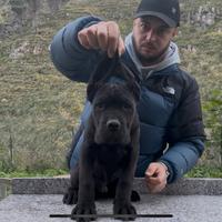 Cucciolo cane corso