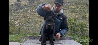 Cucciolo cane corso