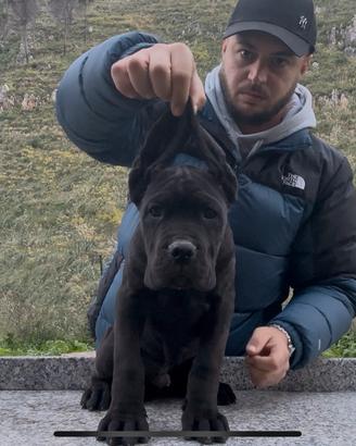 Cucciolo cane corso