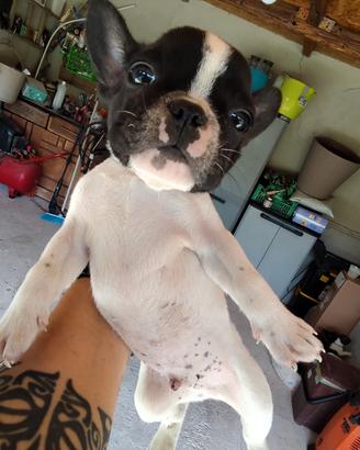 Cuccioli di bulldog francese