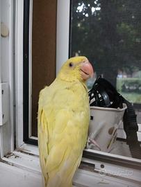 Parrochetto dal collare
