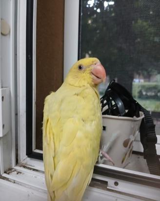 Parrochetto dal collare