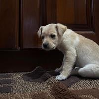 Cucciolo golden/labrador