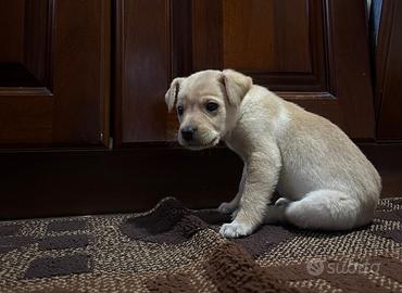 Cucciolo golden/labrador