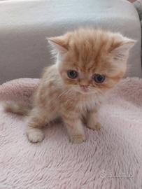 Gattino Persiano Esotico
